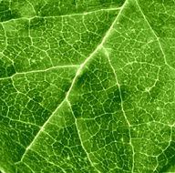 leaf green