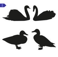 Set of vector silhouettes birds N2