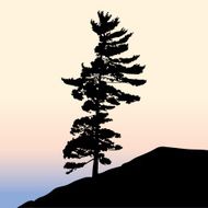 Pine Tree Silhouette N6