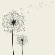 Dandelions N13