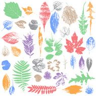 Leaf collection - vector silhouette grunge