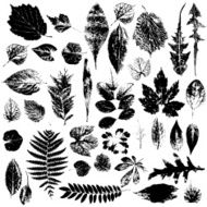 Leaf collection - vector silhouette grunge N2