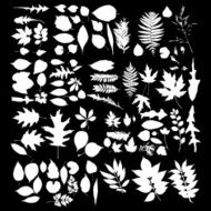 white silhouettes of foliage vector leaf collection