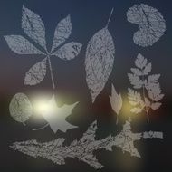 Vector collection of leaf silhouettes leaves