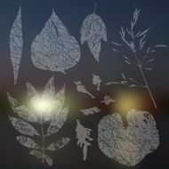 Vector collection of leaf silhouettes leaves N2