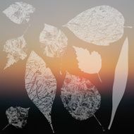 Vector collection of leaf silhouettes leaves N3