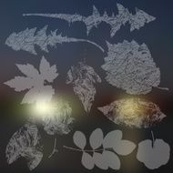 Vector collection of leaf silhouettes leaves N4