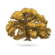 Tree hand drawn vector illustration