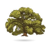 Tree hand drawn vector illustration N2