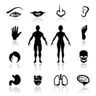 Icons set human organs