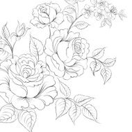 Bouquet of roses iolated on white background