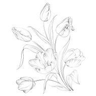 PrintHand drawn tulips