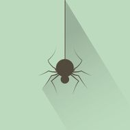 Spider N29