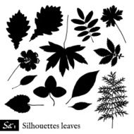 Set of Leaf Silhouettes Isolated on white