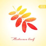 Autumn rowan leaf Vector isolated element
