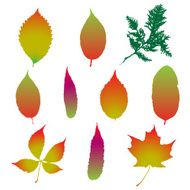 Leaf silhouette collection foliage set