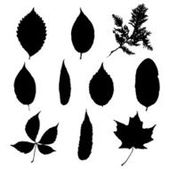 Leaf silhouette collection foliage set N2