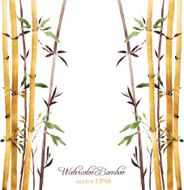 bamboo grove