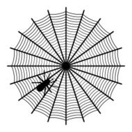 spider on a web N3