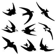 Swallows and swifts