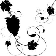 Grapevine silhouette N2