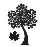 Maple Tree N7