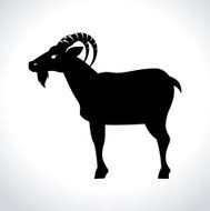 animal design N30