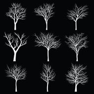 Trees with dead branch N104