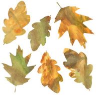 Oak Leaves N4