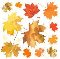 maple leaves N20