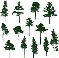 Siberian Pine tree