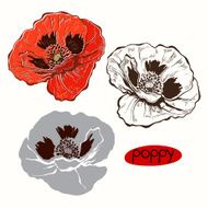 Set of poppy isolated on white background