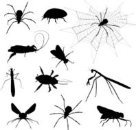 Insects N5