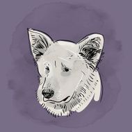 Head muzzle dog Shepherd Sketch Black contour purple grunge background