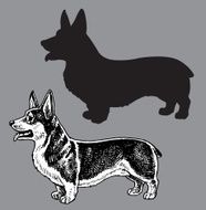 Welsh Corgi Dog