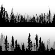 Mountain Pine Forest