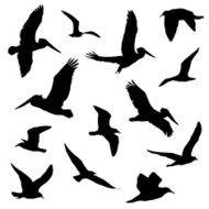 various birds silhouettes