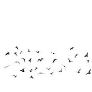 Birds gulls black silhouette on white background Vector N2