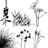Meadow plants silhouettes