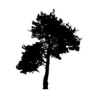 Tree Silhouette Isolated on White Backgorund Vecrtor Illustrati N6