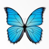 The blue butterfly