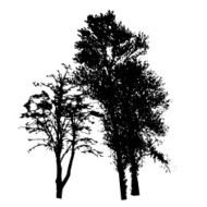 Tree Silhouette Isolated on White Backgorund Vecrtor Illustrati N9