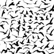 Seagulls black silhouette on white background Seamless pattern Vector