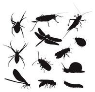 Insect set N2