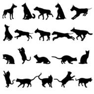 Dogs and cats N2