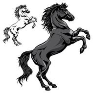 Black horse
