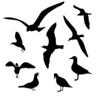 Seagull Collection