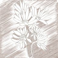 Daisies sketch N2