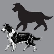 Border Collie Dog - Herding
