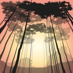Woods at sunrise